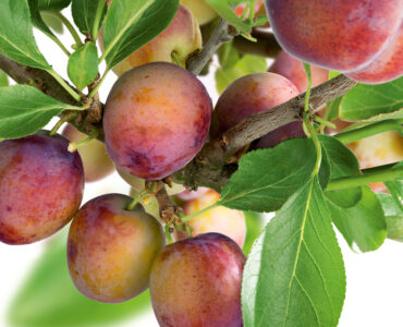 Prunus Domestica Opal