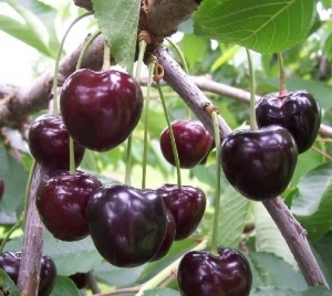 Prunus Avium Kordia