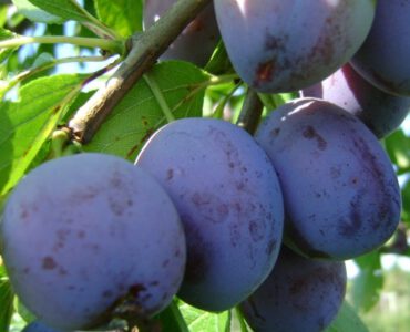 Prunus Domestica Italiaanse Kwets