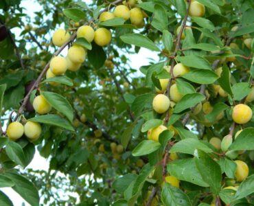 Prunus Domestica Mirabelle De Nancy