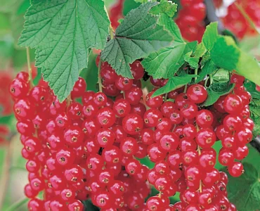 Ribes Rubrum Rondom