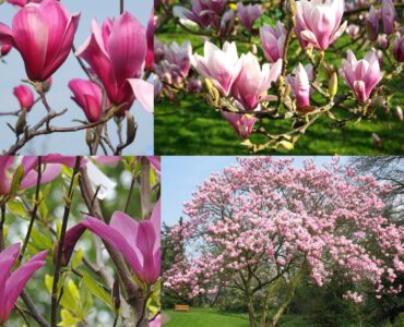 Magnolia Roze Tinten