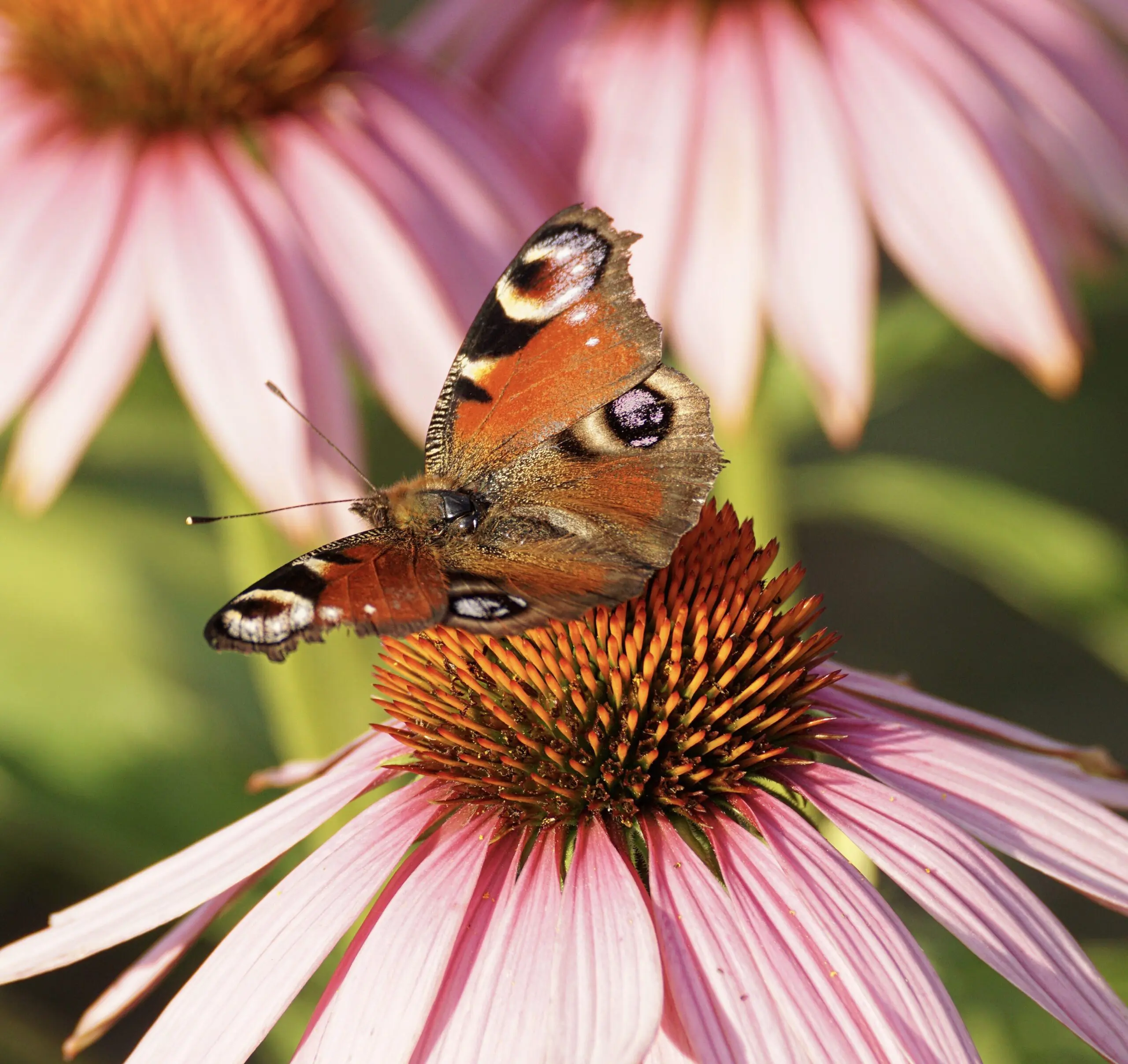 Tuincentrum Holten