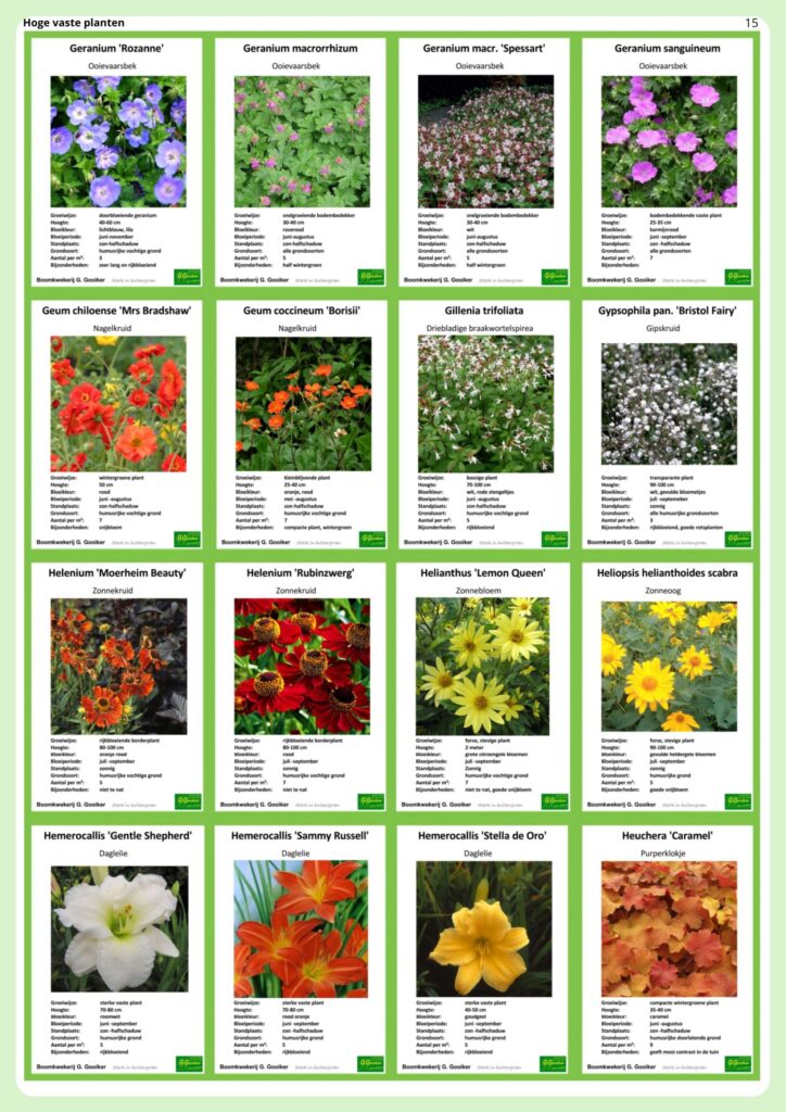 voorbeeld vaste planten