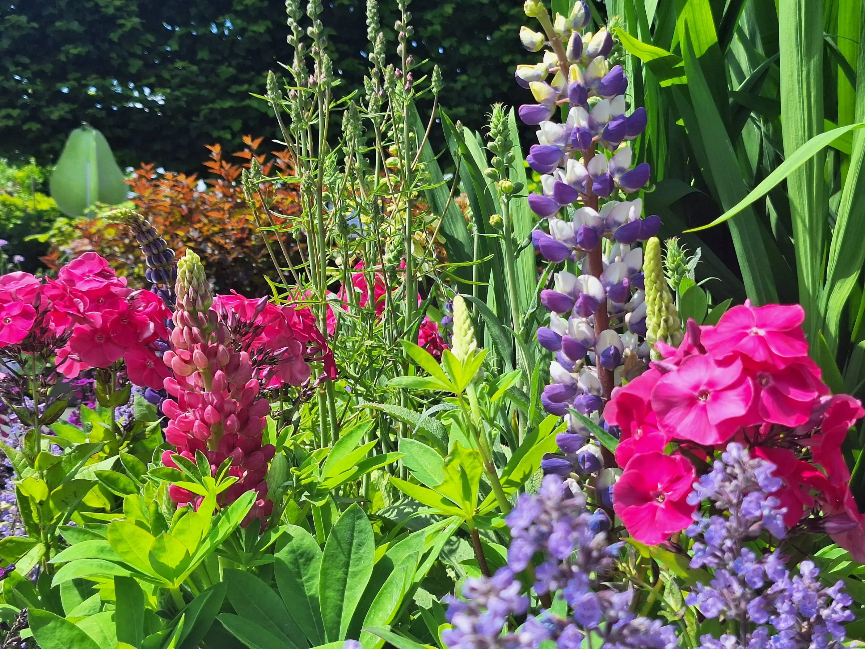 vaste planten